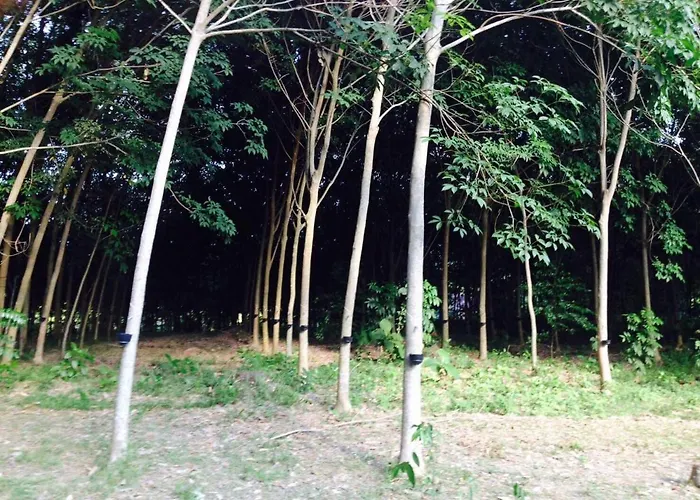 Mr Bao Homestay & Bungalows